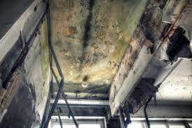 Professional Mold Removal Services in Bridgeport, CT